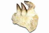 Fossil Mosasaur (Thalassotitan) Jaw Section with Teeth - Morocco #368246-5